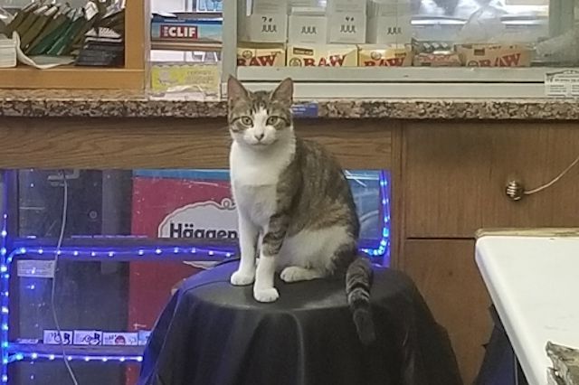 Lexi, the bodega cat believed to have been catnapped on Friday morning.